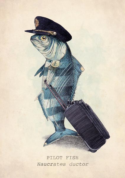 The Pilot Fish - Illustration by Eric Fan