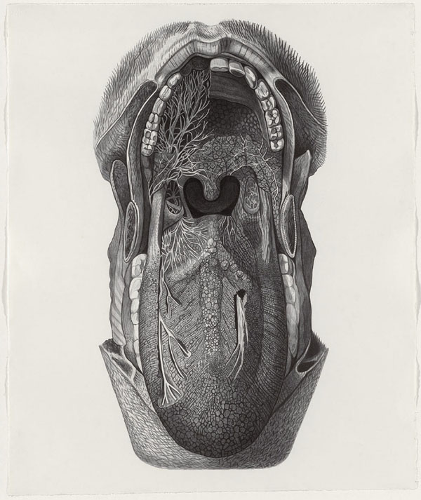 Open Up 2010 Ballpoint Pen on Paper Drawing by Boo Saville