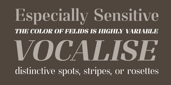 Felis - Serif Font Family