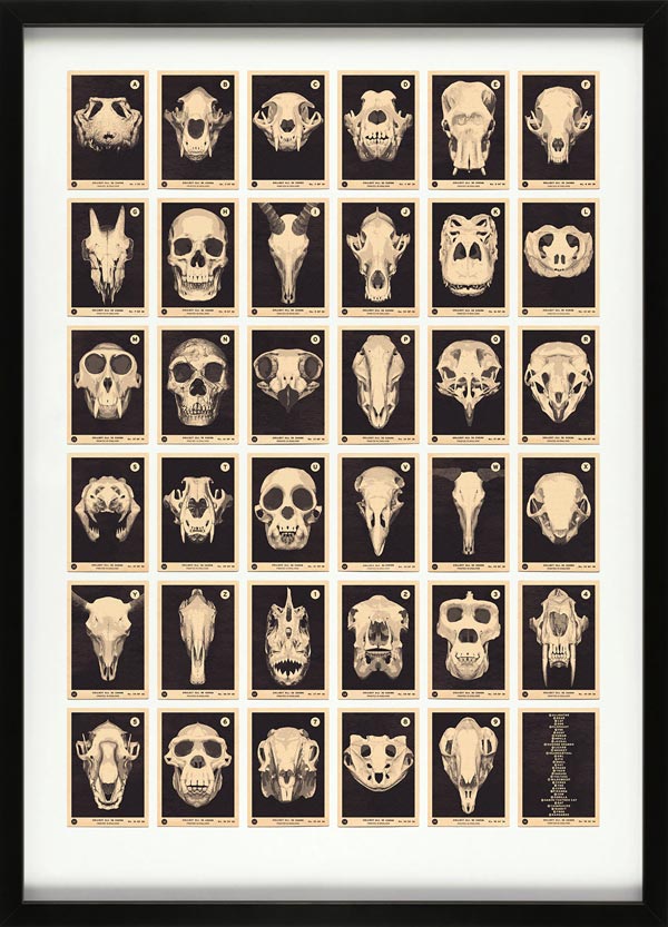 Skulls A to Z - Alphabet Print by 67 Inc