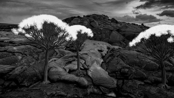 Gnarly tree growths - a scene like something from another planet.