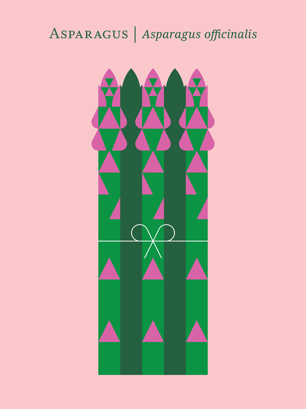Asparagus – Asparagus officinalis.