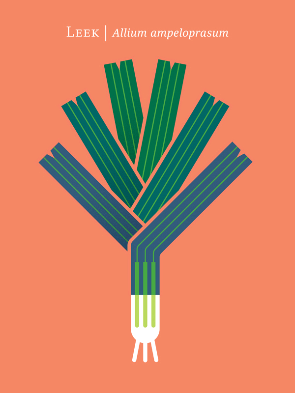 Leek – Allium ampeloprasum.