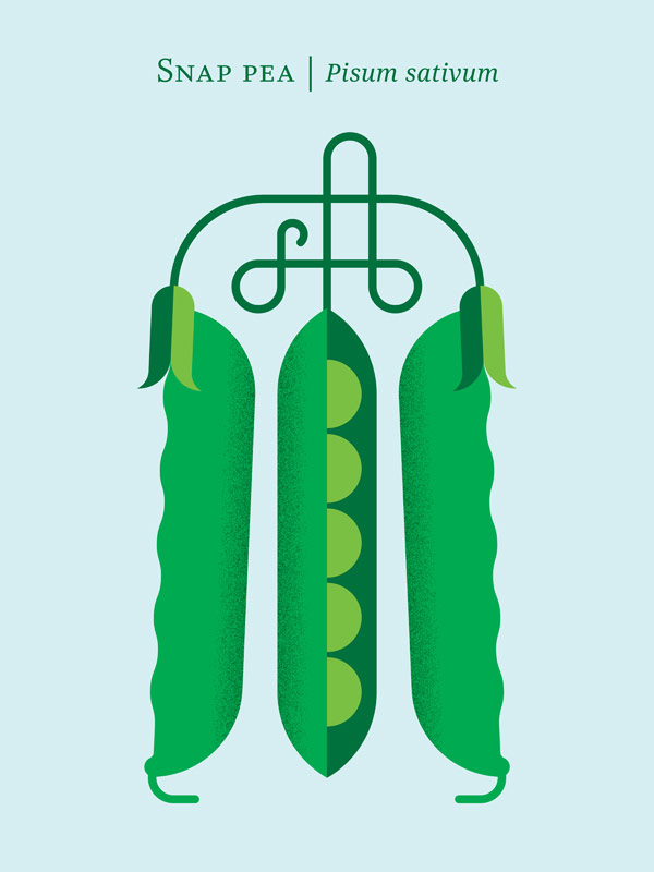 Snap pea – Pisum sativum.