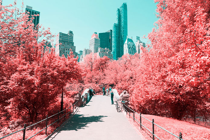 A small path between overgrown trees seems to lead directly to Manhattan's skyscrapers.