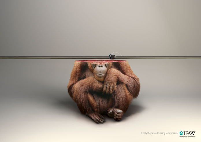IFAW – Orang-Utan 3D print illustration by Y&R Paris.