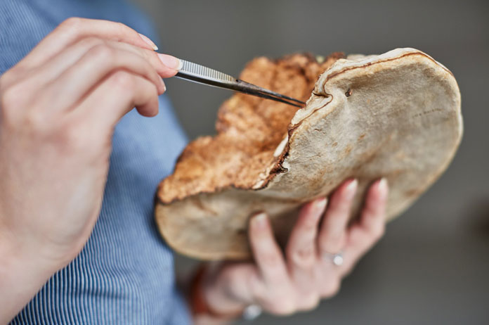 Researcher Ninela Ivanova using mushroom mycelium.