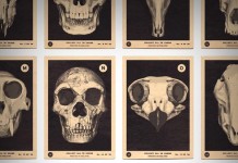 Skulls A to Z - Alphabet Print by 67 Inc - close up