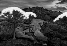 Gnarly tree growths - a scene like something from another planet.