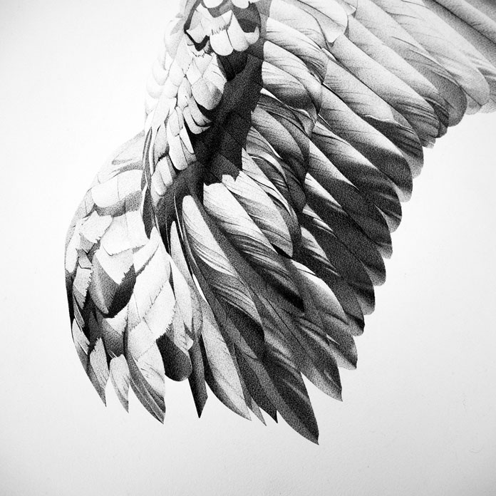 Close up of the wing drawing.