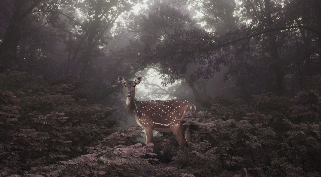 In Dreams - Photography by Petros Koublis