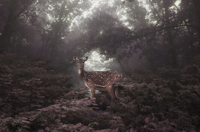 Anaïs - Petros Koublis Photography