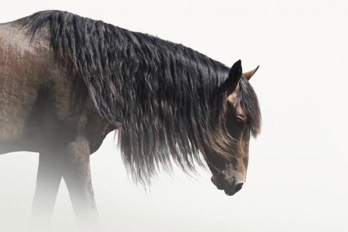 Herve - Petros Koublis Photography