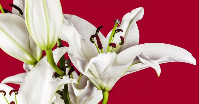 Experimental video by Thomas Blanchard about the insect cycle and flowers.
