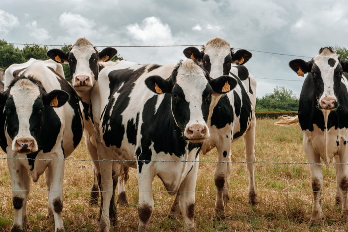 Cows