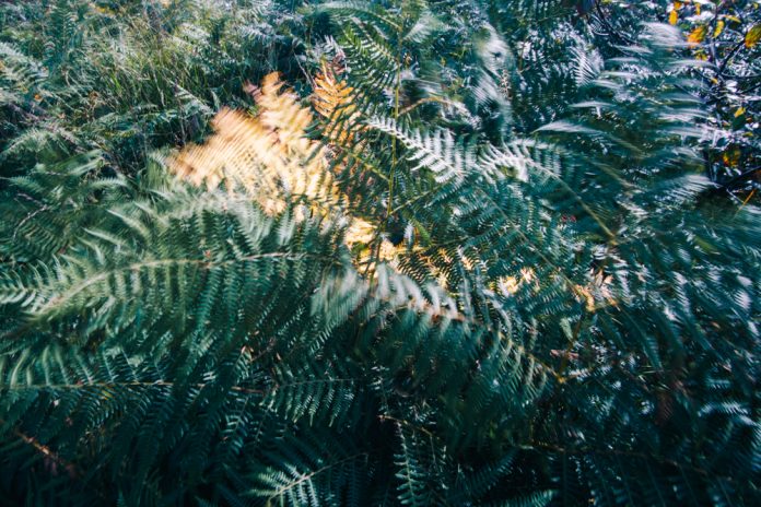 Fern
