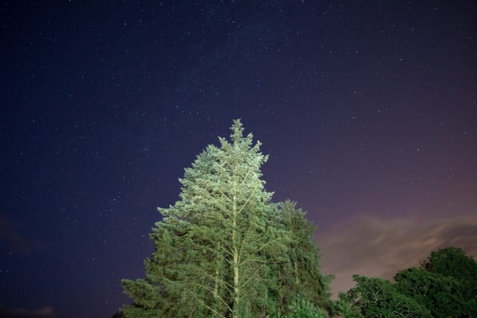Sky and pines
