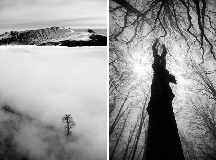 The Tree photo project by Ali Shokri.