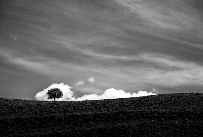 The Tree photo project by Ali Shokri.