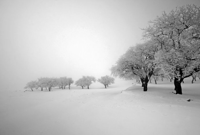The Tree photo project by Ali Shokri.