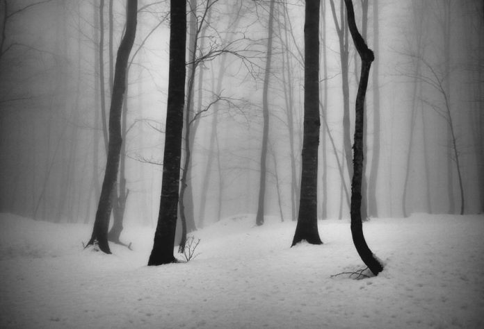 The Tree photo project by Ali Shokri.