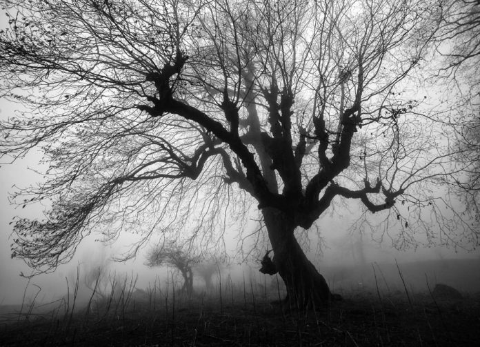 The Tree photo project by Ali Shokri.