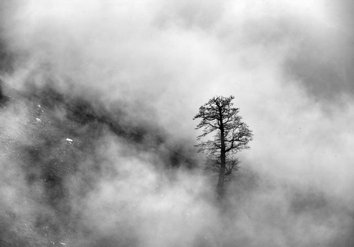 The Tree photo project by Ali Shokri.