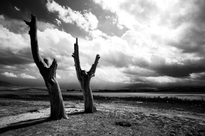 The Tree photo project by Ali Shokri.