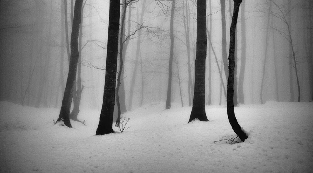The Tree photo project by Ali Shokri.
