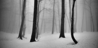 The Tree photo project by Ali Shokri.