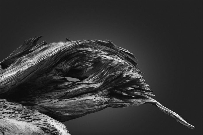 Creatures of The Ancient Forest, a personal photography project by Jonatan Maldonado.