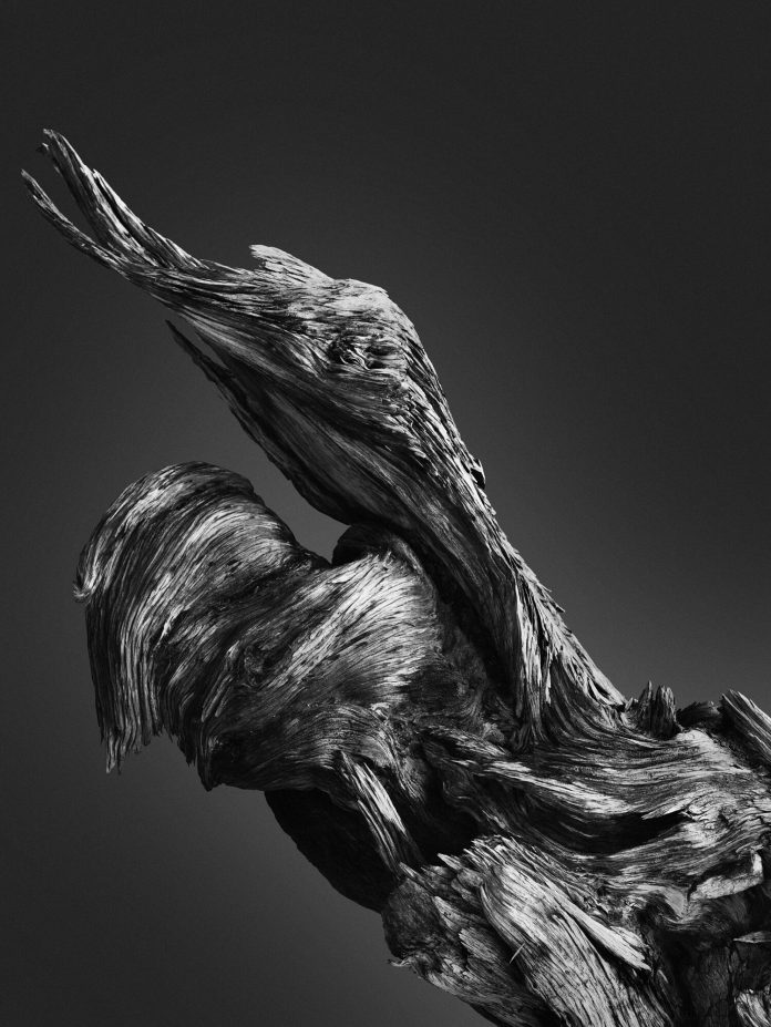 Creatures of The Ancient Forest, a personal photography project by Jonatan Maldonado.