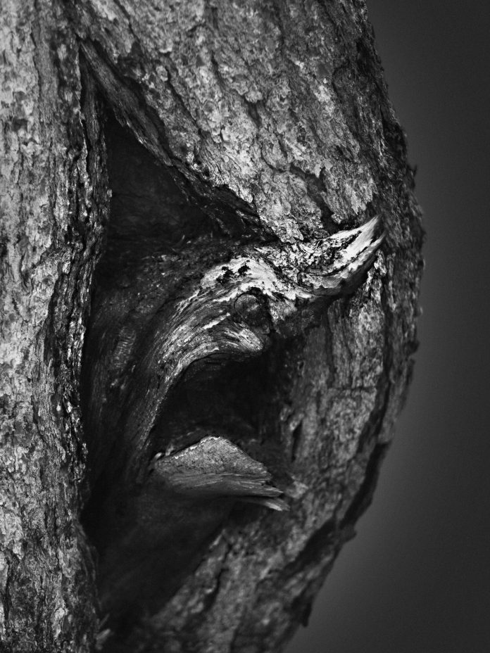 Creatures of The Ancient Forest, a personal photography project by Jonatan Maldonado.