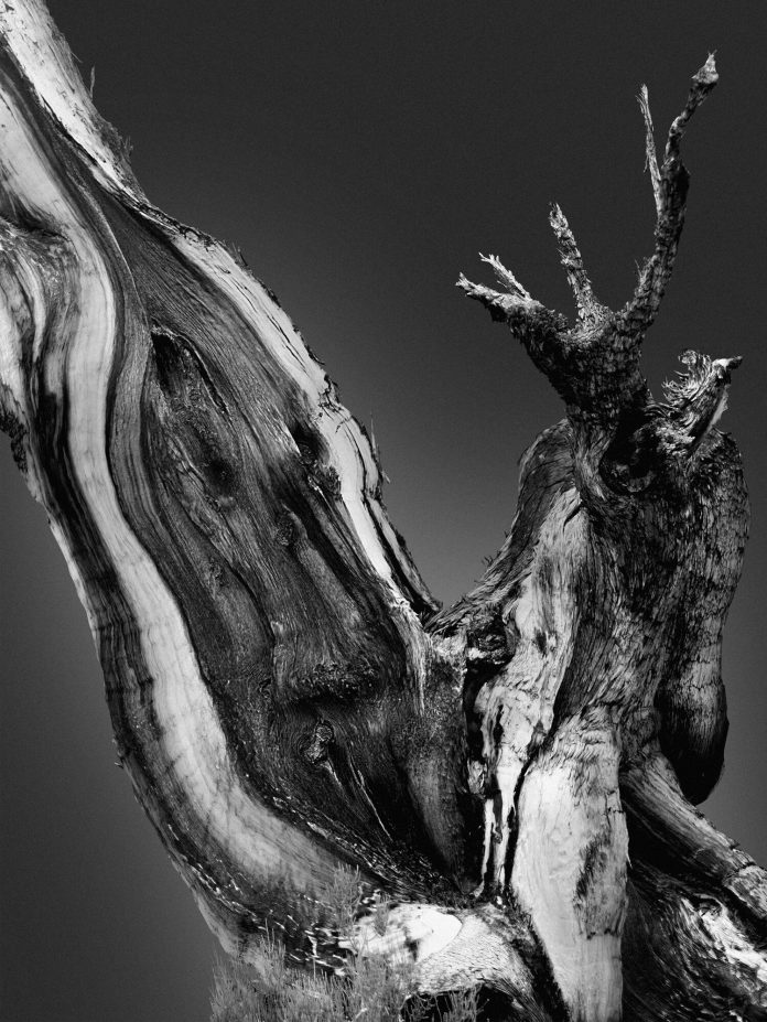 Creatures of The Ancient Forest, a personal photography project by Jonatan Maldonado.