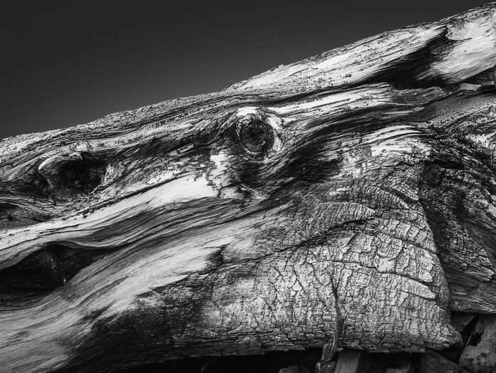 Creatures of The Ancient Forest, a personal photography project by Jonatan Maldonado.