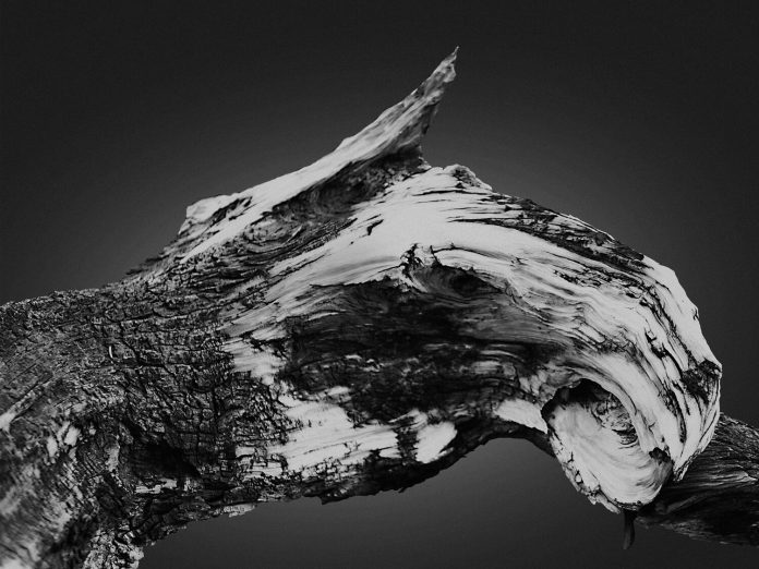 Creatures of The Ancient Forest, a personal photography project by Jonatan Maldonado.