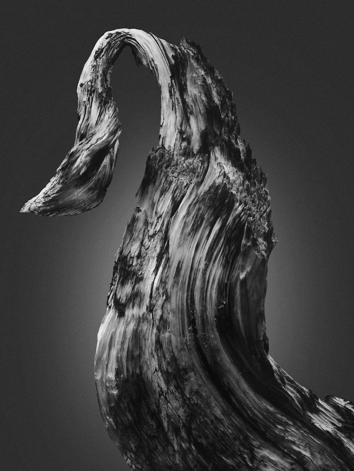 Creatures of The Ancient Forest, a personal photography project by Jonatan Maldonado.