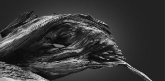 Creatures of The Ancient Forest, a personal photography project by Jonatan Maldonado.