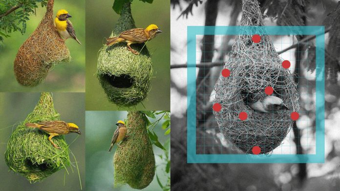 Baya - Visual Identity by Will Nunes