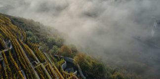 Fibonacci spiral terraced vineyard by Marco Maio Architects